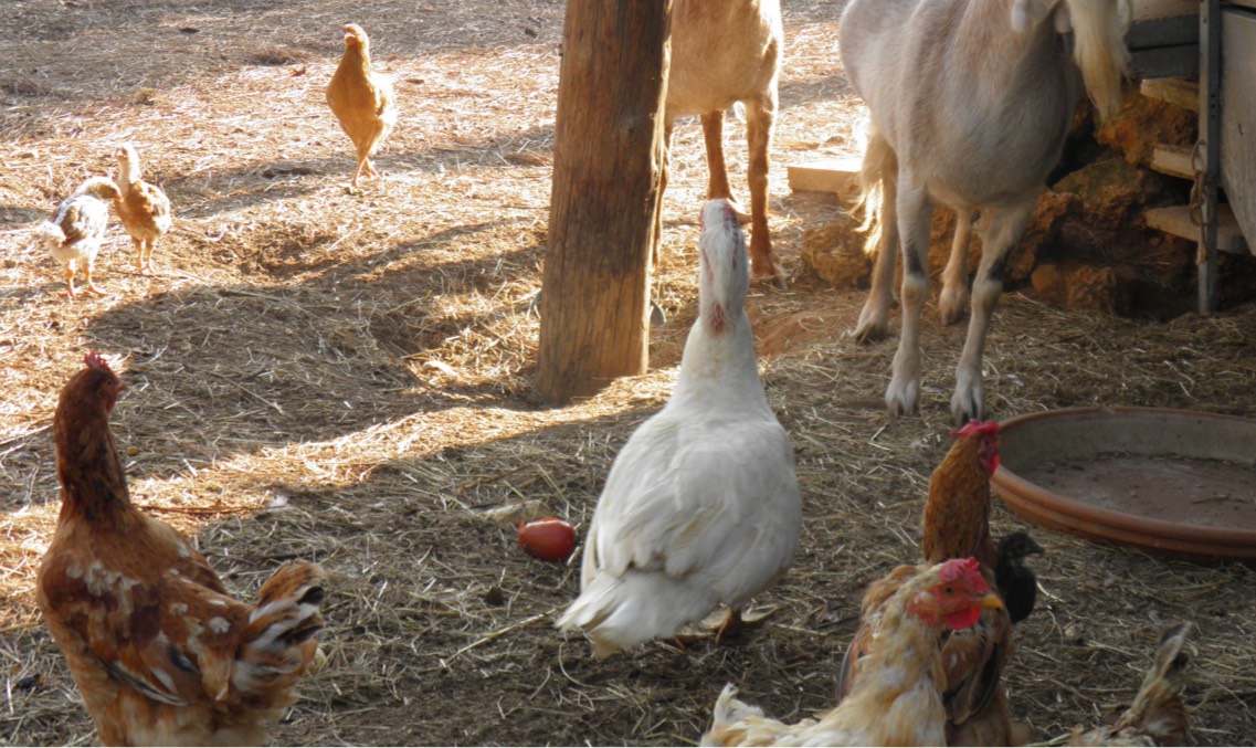 Detalle de animales en la granja del Camping Begur